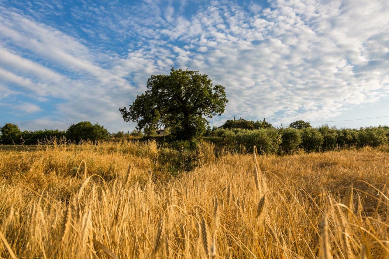 Agriturismo San Nicolo Montecastelli Pisano Buitenkant foto
